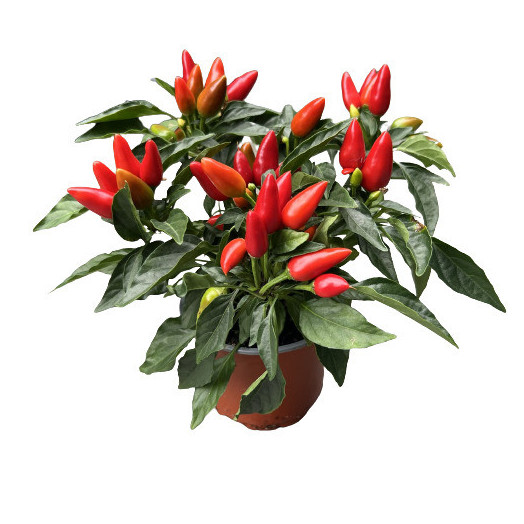 CAPSICUM annuum D10.5 X12 Salsa MIX