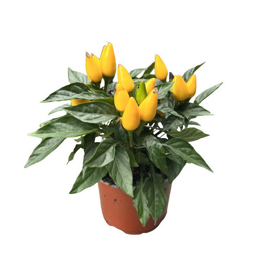 CAPSICUM annuum D10.5 X12 Salsa MIX