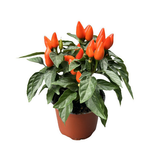 CAPSICUM annuum D10.5 X12 Salsa MIX