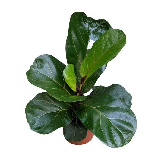 FICUS lyrata D12 P x6 Bambino