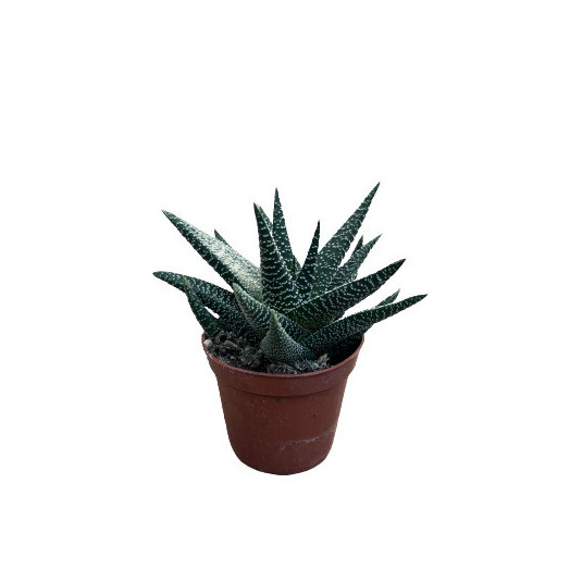 GASTERHAWORTHIA hybride D08 P x12 Royal Highness