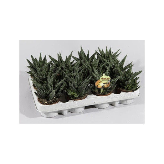 GASTERHAWORTHIA hybride D08 P x12 Royal Highness