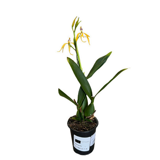 ENCYCLIA hybride D12 P X6
