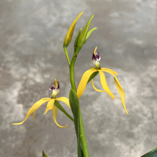 ENCYCLIA hybride D12 P X6
