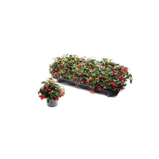 GAULTHERIA procumbens D11 P x10 Big Berry