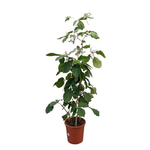 TETRASTIGMA voinierianum D27 P Liane d appartement 150CM