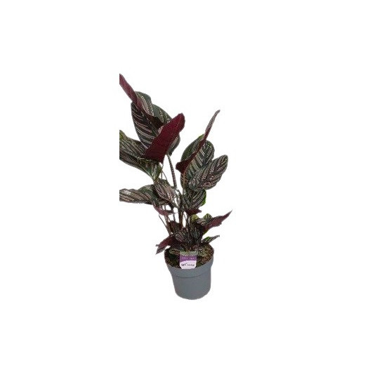 CALATHEA sanderiana D19 105CM