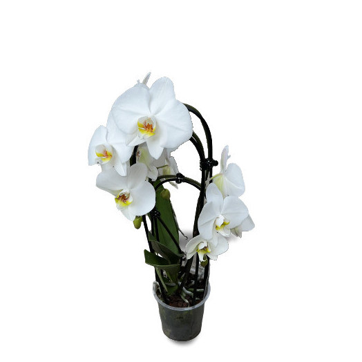 PHALAENOPSIS hybride D12 3BR P x5 CASCADE BLANC