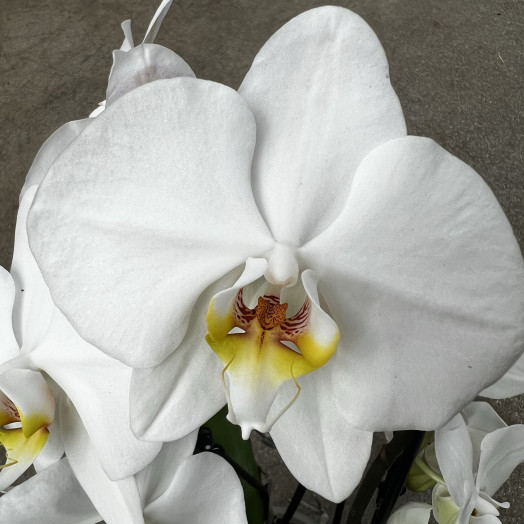 PHALAENOPSIS hybride D12 3BR P x5 CASCADE BLANC