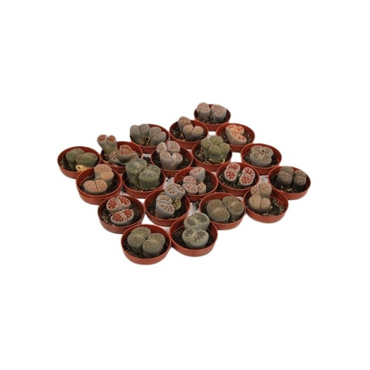 MINI LITHOPS leslii D05.5 P X20
