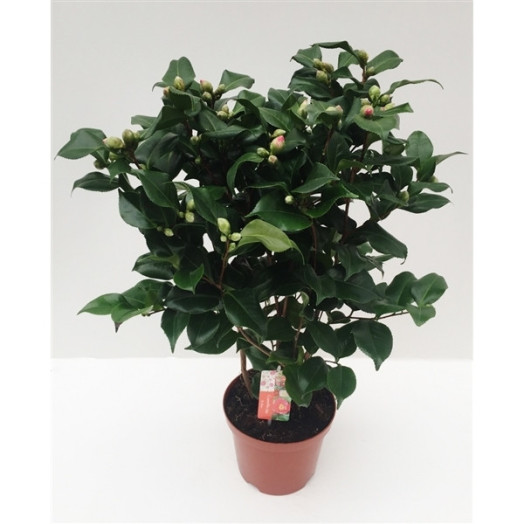 CAMELLIA japonica D21 P Dr King 50+ 75CM