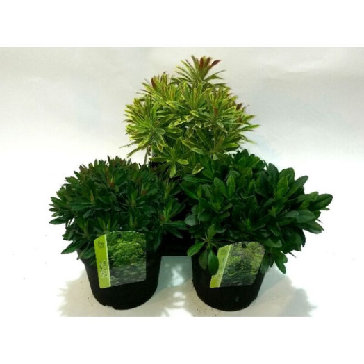EUPHORBIA hybride D17 Euphorbe