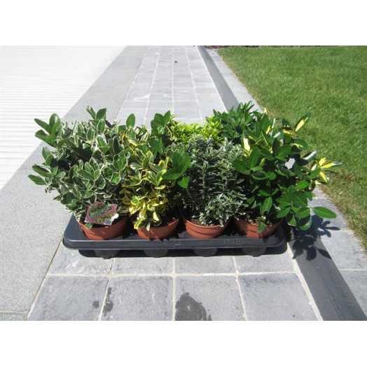 EUONYMUS japonicum D09 x18 MIX