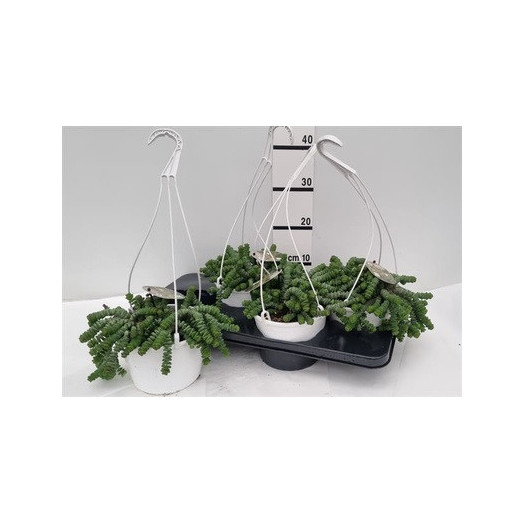 CRASSULA X D17 P X2 Minova Magic