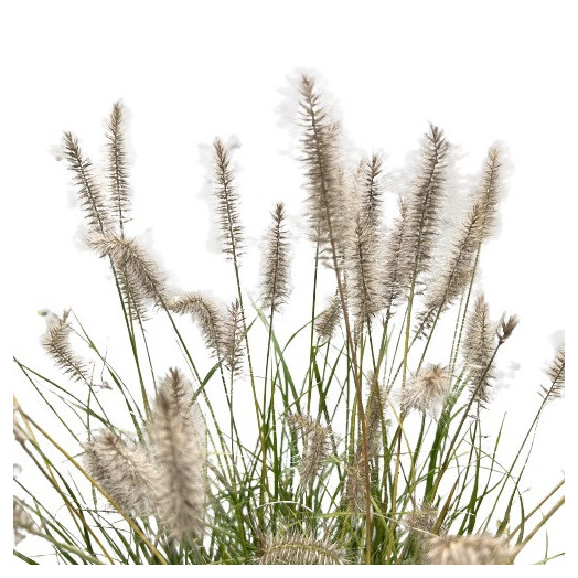 PENNISETUM alopecuroides C05 Hameln
