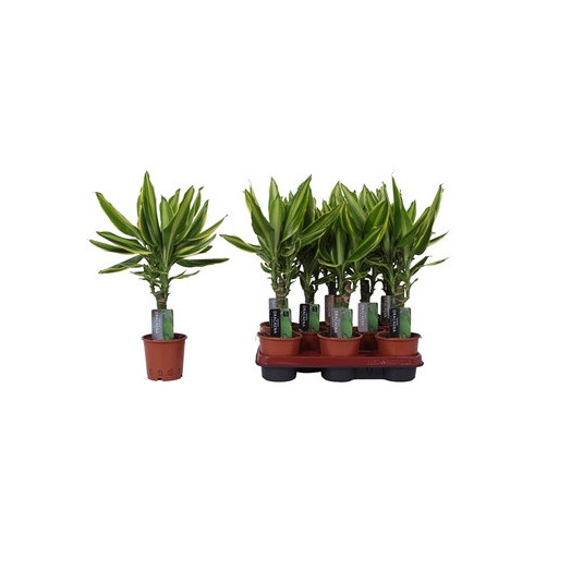 DRACAENA fragrans D11 X8 Golden King