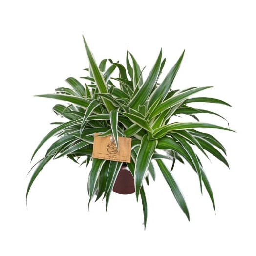 CHLOROPHYTUM comosum D15 P X6 Ocean