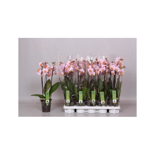 PHALAENOPSIS hybride D12 2BR X6 Anthura Acros MOUCHETE