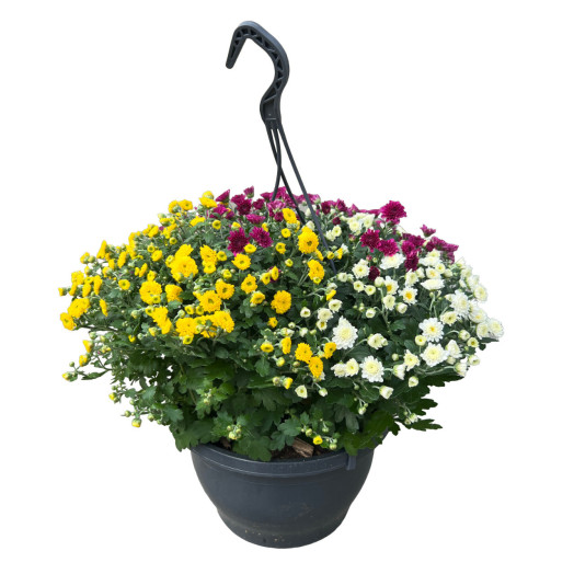 CHRYSANTHEMUM ind MULTI D25 P Skyfall MIX