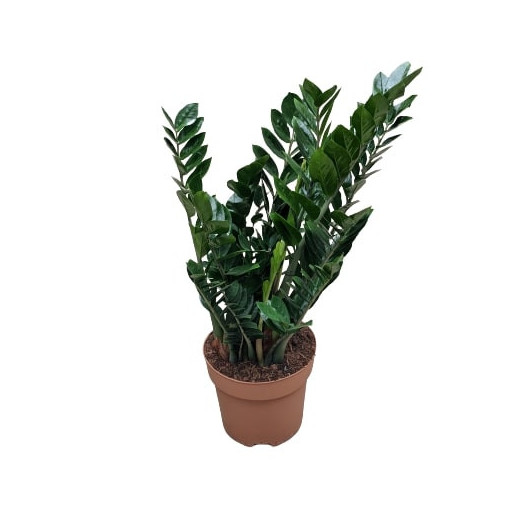 ZAMIOCULCAS zamiifolia D30 P 90-120CM