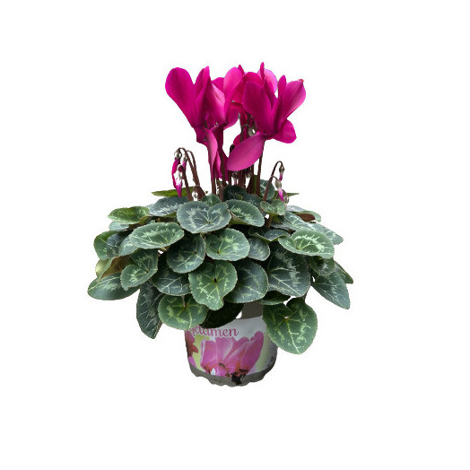 CYCLAMEN persicum D13 X3 Super Serie XL