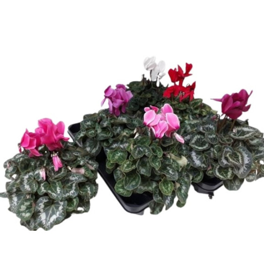 CYCLAMEN persicum D13 X3 Super Serie XL