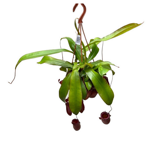 NEPENTHES alata D14 P X8 MIX Monkey Jars