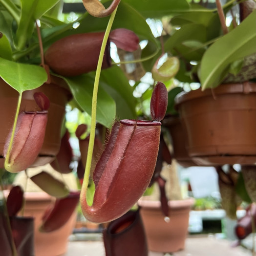 NEPENTHES alata D14 P X8 MIX Monkey Jars