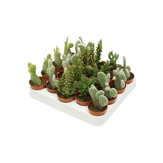 MINI OPUNTIA hybride D05.5 P X20 MIX