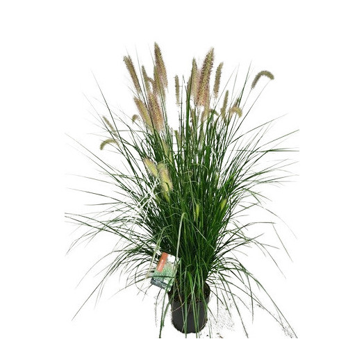 PENNISETUM alopecuroides D29 110CM
