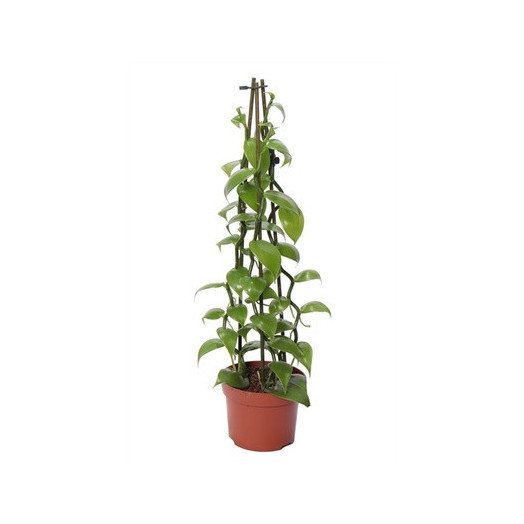 VANILLA planifolia D12 P x6 Vanille