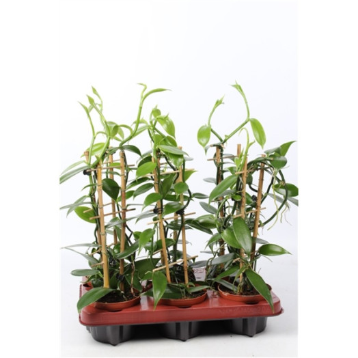 VANILLA planifolia D12 P x6 Vanille