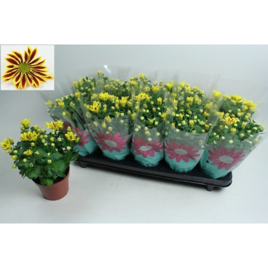 CHRYSANTHEMUM ind MULTI D12X10 Rainbow Circus
