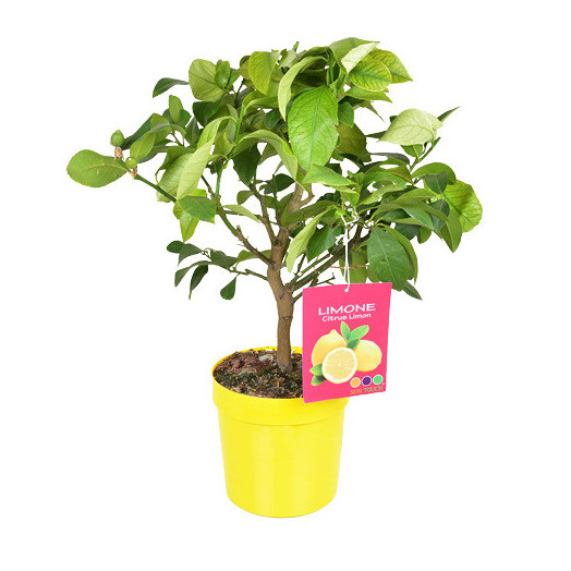 CITRUS limonia D20 DEMI-TIGE Lemon 70-80CM