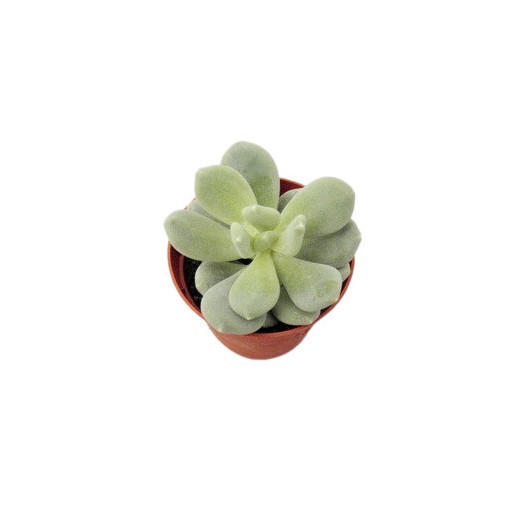 PACHYPHYTUM oviferum D08.5 P x12