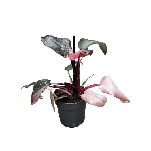 PHILODENDRON hybride D11 x9 Pink Princess
