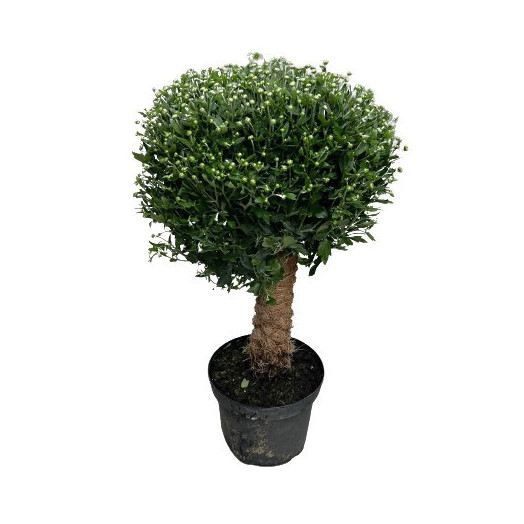 CHRYSANTHEMUM indicum D24 TUTEUR MOUSSE