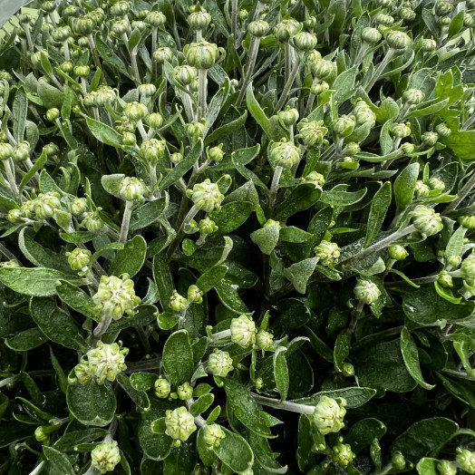 CHRYSANTHEMUM indicum D24 TUTEUR MOUSSE