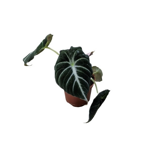 ALOCASIA hybride D09 X12 Polly