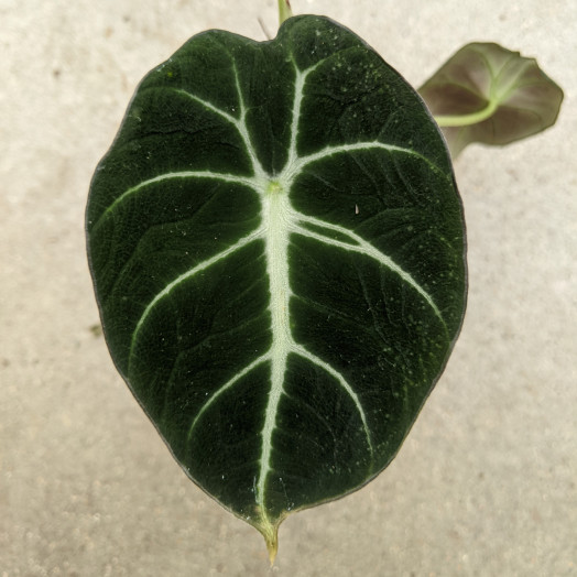 ALOCASIA hybride D09 X12 Polly