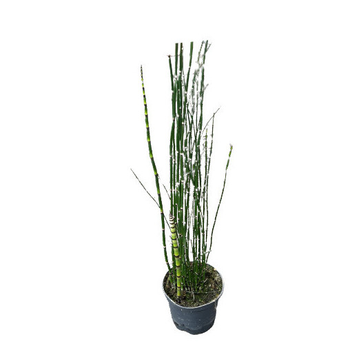EQUISETUM japonicum D17
