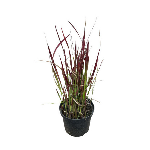 IMPERATA cylindrica D19Red Baron Graminee