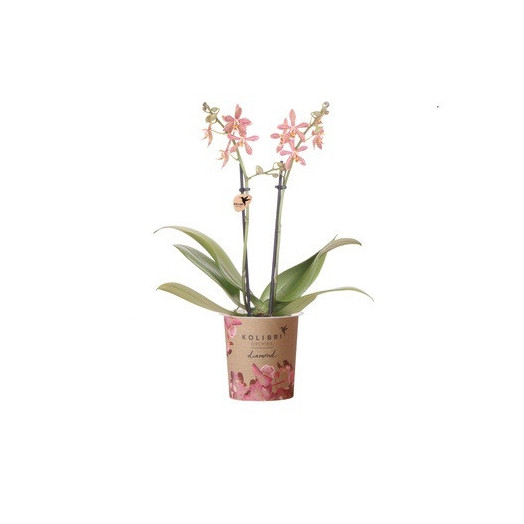 PHALAENOPSIS hybride D09 2BR P x6 Multi Orange Spider
