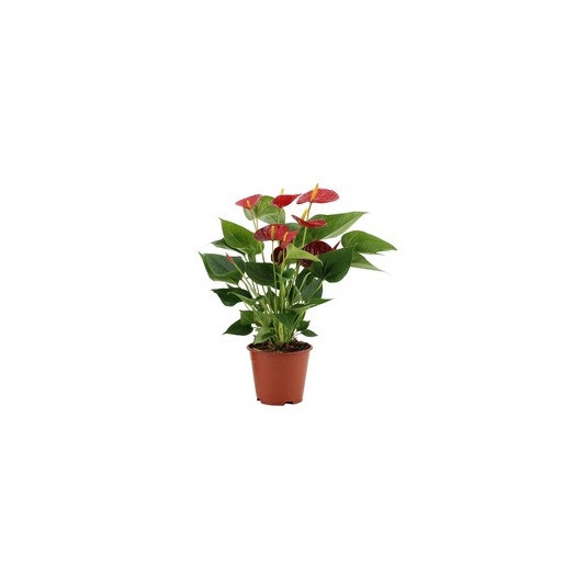 ANTHURIUM andreanum D14 P X8 Casparo Diamond RED