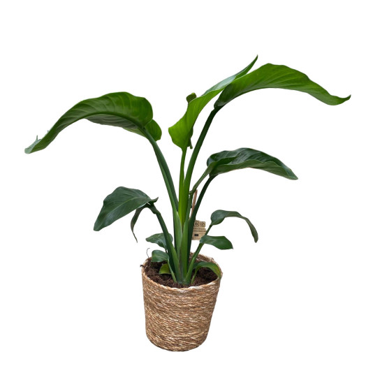 PLANTE VERTE D17 P 70CM MIX POT CORDE