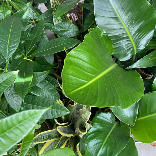 PLANTE VERTE D17 P 70CM MIX POT CORDE