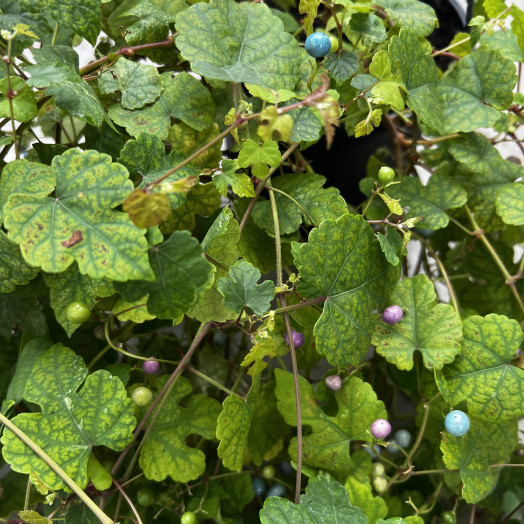 AMPELOPSIS x D21 140-180