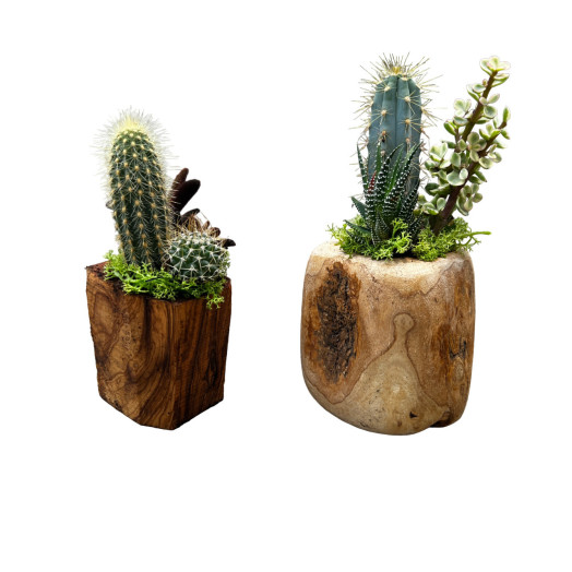 ARRANGEMENT PLANTE CACTUS TS COMPO ARTISANALE BOIS