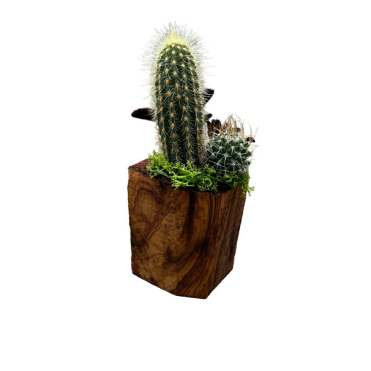 ARRANGEMENT PLANTE CACTUS TS COMPO ARTISANALE BOIS