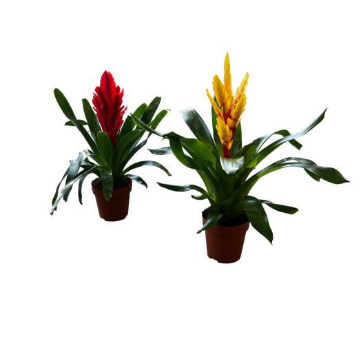 VRIESEA x D12C P X6 MIX